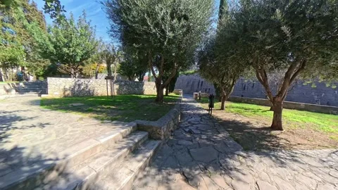 Split Perivoj Kruševića Insta360 Walk Under Tree Canopy Stock Footage 332121875
