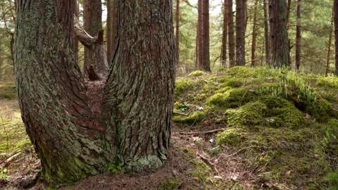 Split Pine Tree Forest Floor Stock-Footage 334673966