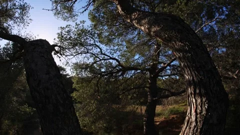 Split Pine Tree Trunk and Sunstar in Mediterranean Woods Stock Footage 332549650