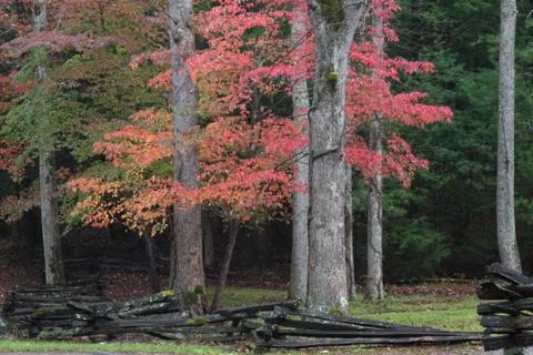 Split rail fence view with red dogwoods and forest in autumn Stock Photos