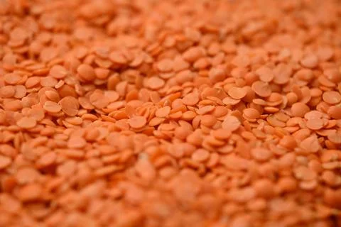 Split Red Lentils (Masoor Dal) Texture with Defocus Background Macro Photog.. Stock Photos