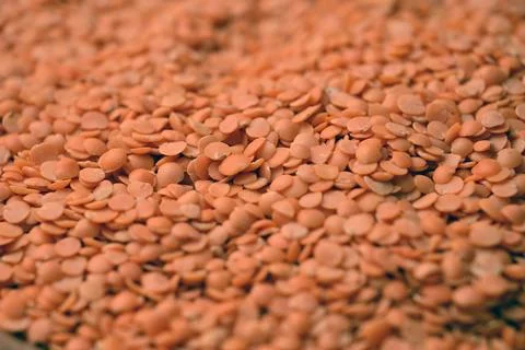 Split Red Lentils (Masoor Dal) Texture with Defocus Background Macro Photog.. Stock Photos