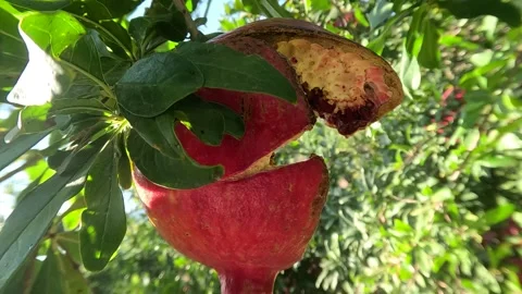 Split Ripe Big Pomegranate Tree Background Stock Footage 339971923