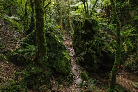 Split Rock in a forest Foto stock