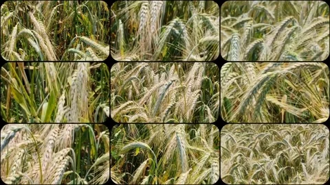 Split screen - agriculture theme Stock Footage 277207141