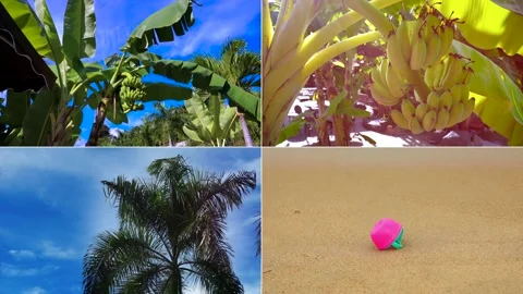 Split screen. Blue sky, Tropical plants, banana palm and sandy beach. Travel  Stock Footage 199107685