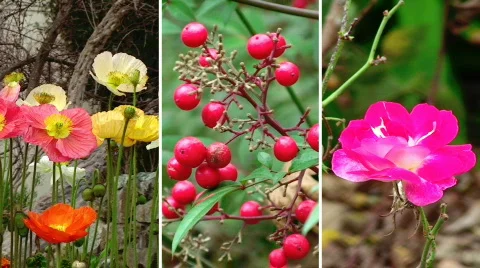 Split Screen Colorful Plants Stock Footage 635913