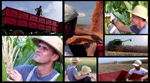 Split screen of corn planting and harvesting. Stock Footage 57296550