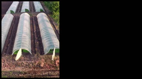 Split screen - Irrigation of pepper seedlings in greenhouse. Stock Footage 68186847