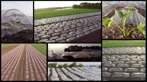 Split screen of melons greenhouse in spring. Stock Footage 61013557