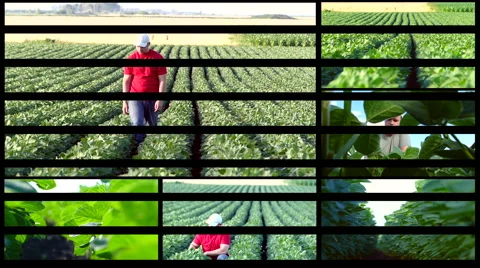 Split screen of soybean field in summer. Stock Footage 68186708