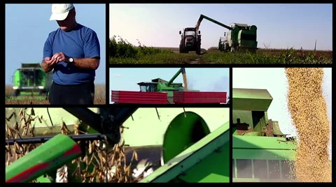 Split screen of soybean harvest. Slow motion video. High speed camera. Stock Footage 57296415