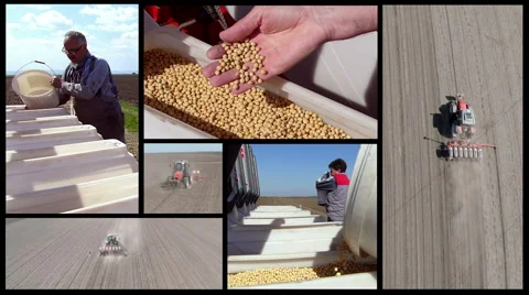 Split screen of soybean sowing in the spring. Stock Footage 57296473