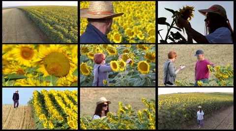 Split screen of sunflower field in summer. Combination of aerial/ground footage. Stock Footage 68187101