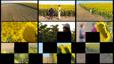 Split screen of sunflower field in summer. Combination of aerial/ground footage. Stock Footage 68187338