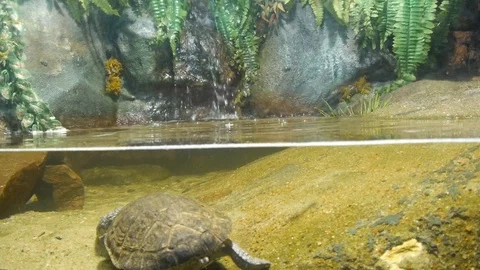 Split Screen of Turtle underwater and a small waterfall Video stock 100949945