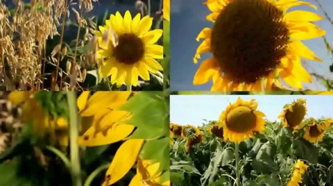 Split Screen Video of blooming Sunflowers in Texas Video stock 46012233