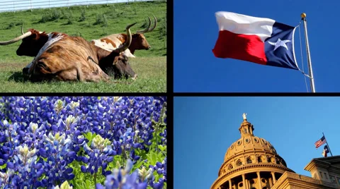 Split Screen Video Lone Star State Texas: Longhorns, Flag, Bluebonnets, Capitol Video stock 45277748