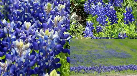Split Screen Video Showing blooming Bluebonnets in Texas Video stock 45430248