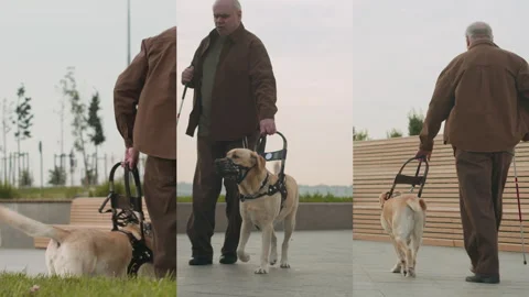 Split Screen of Visually Impaired Man Walking with Service Dog Outdoors in City Stock Footage 300835430