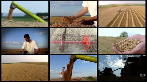 Split screen of wheat harvesting. Combination of aerial/ground footage. Stock Footage 68186930