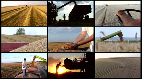 Split screen of wheat harvesting. Combination of aerial/ground footage. Stock Footage 68187434