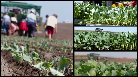 Split screen of workers on the field during cauliflower planting. Stock Footage 61012162