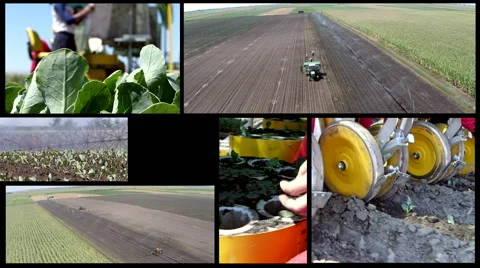 Split screen of workers on the field during cauliflower planting. Stock Footage 61012503