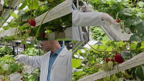 Split Screen of Young Male Vertical Farm Worker Examining Strawberries Video stock 300277335