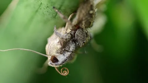 A split second capture of pantropical jumping spider striking moth prey 스톡 동영상 334584599