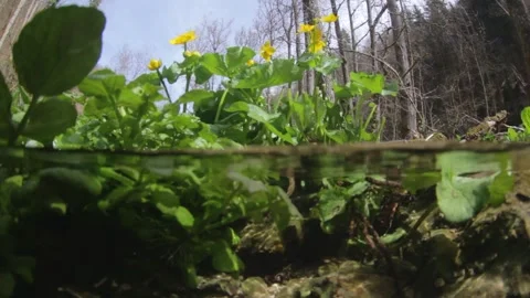 Split shot of blooming marsh marigolds above and below waterline Stock Footage 319467734