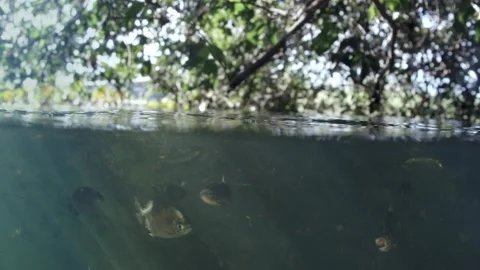 Split shot of a Fish school feeding under a tree in the Brazilian wetlands also Video stock 341359246