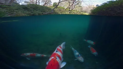 Split shot of koi carp fish or Koi fish in a pond in a traditional Japanese Stock Footage 234701180