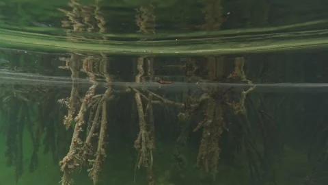 Split shot of mangroves in the Gardens of the Queen, Cuba, slow motion Video stock 262539258