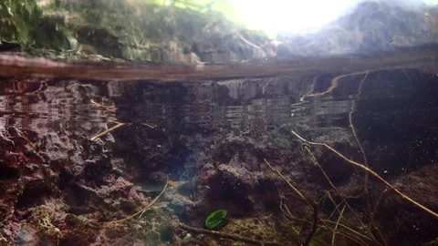 Split shot river with needlefish Stock Footage 250592633