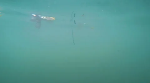 Split shot showing above and below the water level in Varicose River in Israel Video stock 64834245