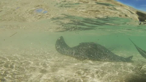 Split shot of a Southern Sting ray Video stock 95416073