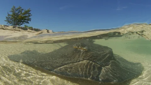Split shot of a Sting Ray Stock Footage 95415189
