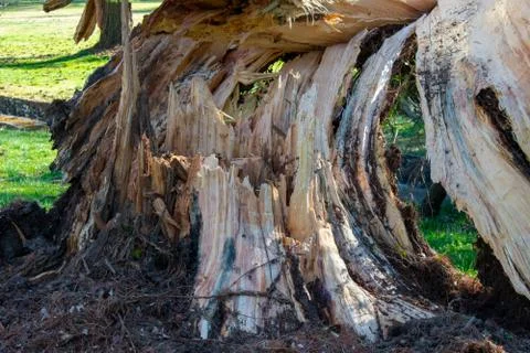 A Split Stump With A Fallen Tree After a Storm at the Elkins Estate Stock Photos