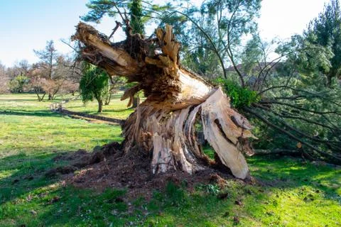 A Split Stump With A Fallen Tree After a Storm at the Elkins Estate Stock Photos