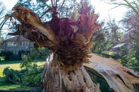 A Split Stump With A Fallen Tree After a Storm at the Elkins Estate Stock Photos