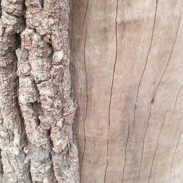 Split texture background showing rough peeling bark and smooth inner wood Foto stock