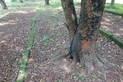 Split tree base on dry leaf ground in woodland park Stock Photos