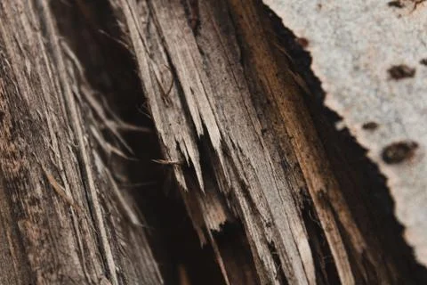 Split tree close up Stockfoto's