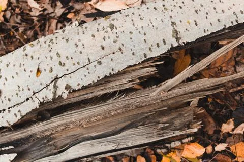 Split tree close up Foto stock