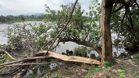 Split Tree Falls Near the River Stock Footage 308265284