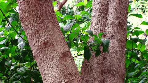 Split Tree Stock Footage 630669