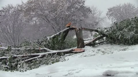 Split tree Stock Footage 8948009