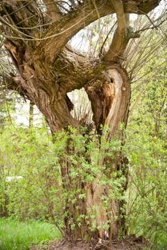 Split tree huge hole Stock Photos