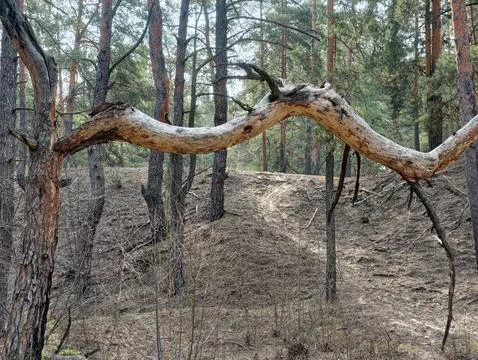 Split tree with a large branch twisted like a giant python in the forest am.. Stock Photos